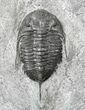 x Mucronaspis Trilobite Plate - Blekos, Morocco #19875-5